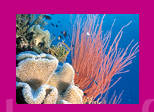 The Reef